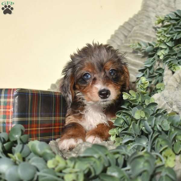 Figo, Mini Bernedoodle Puppy